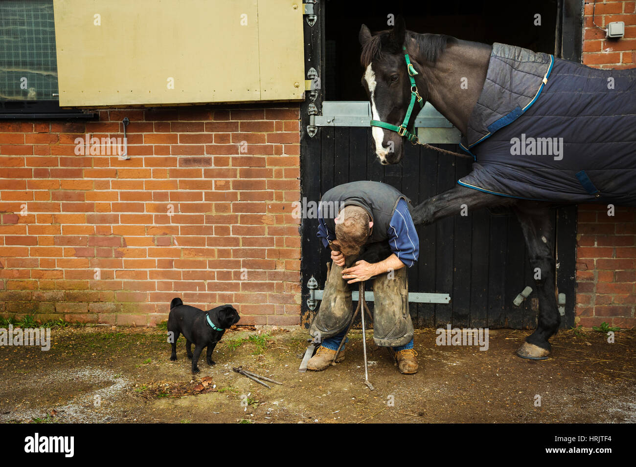 A farrier shoeing a horse, bending down and fitting a new horseshoe to a horse's hoof. Stock Photo