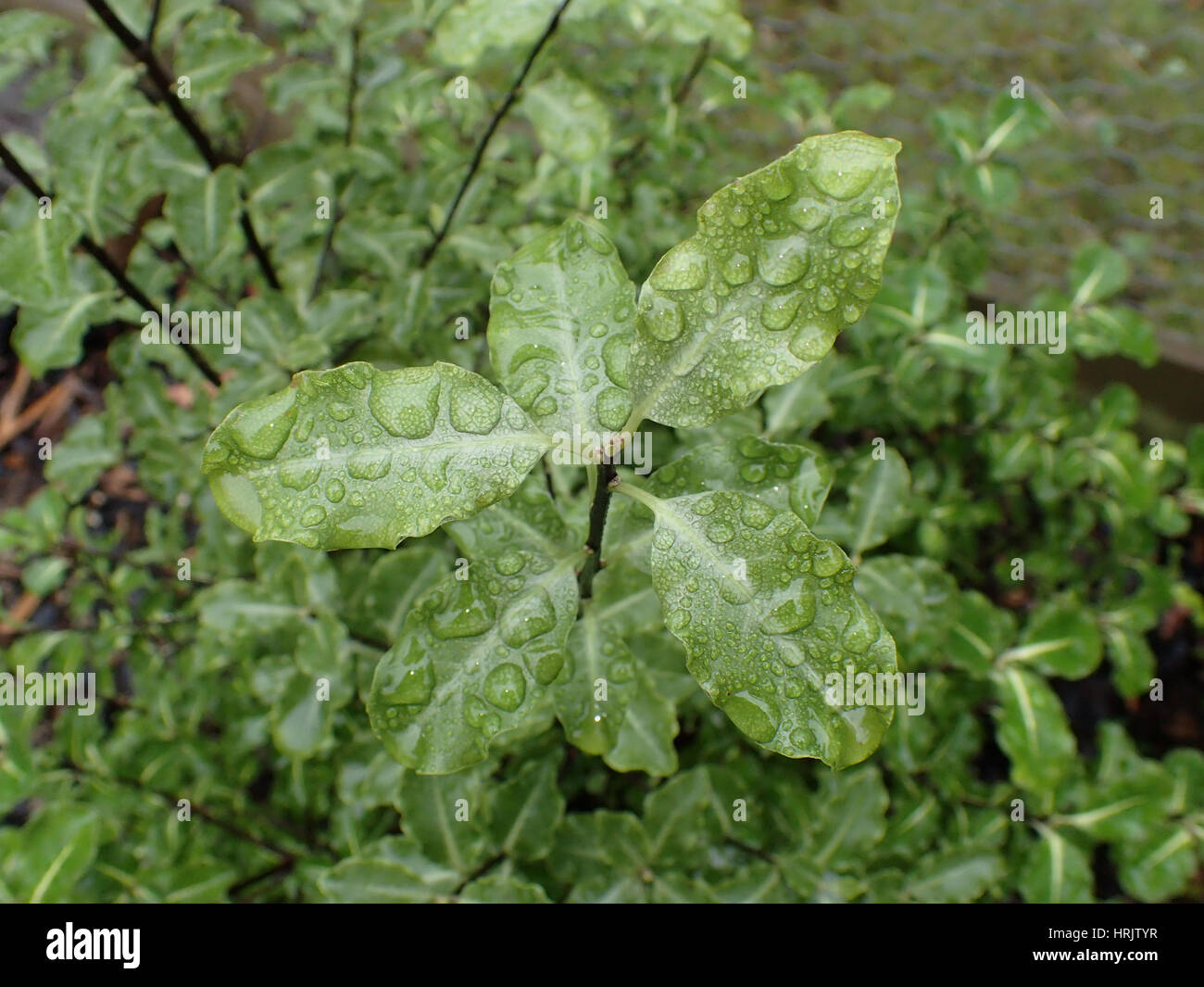 Close up of water droplets on leaves of Pittosporum tenuifolium 'Abbotsbury Gold' Stock Photo