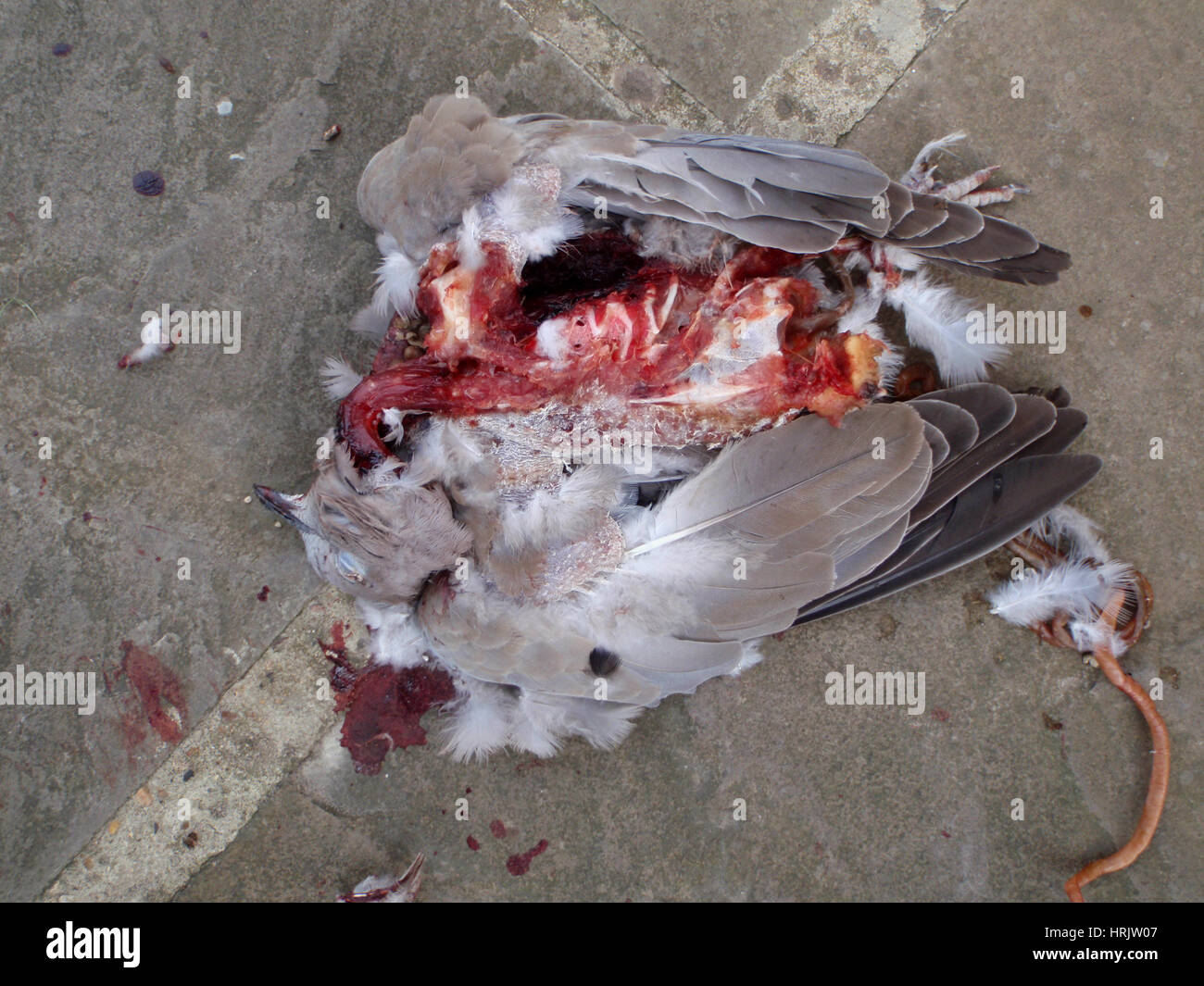 Dead collared dove (Streptopelia decaocto) killed by sparrowhawk lying on limestone paving slabs with open chest and rib cage visible Stock Photo