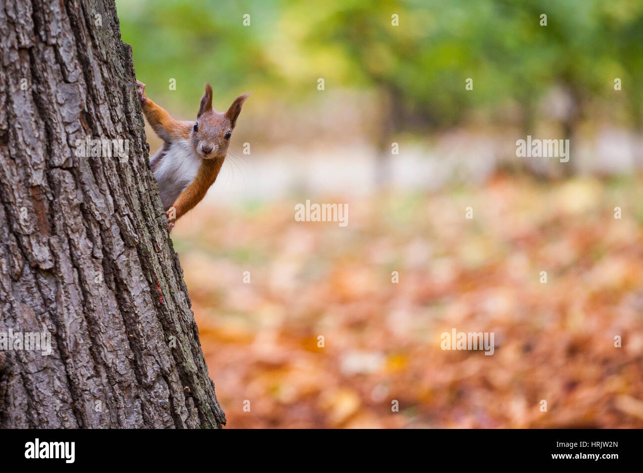 A wild squirel captured in a cold sunny autumn day - Stock Image