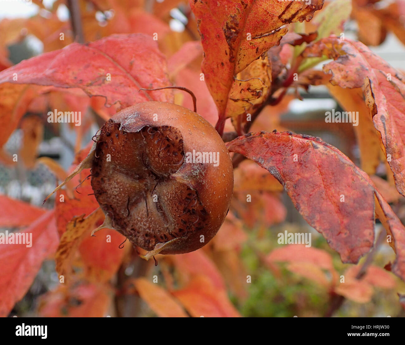 Close up of medlar fruit and red autumn medlar leaves Stock Photo