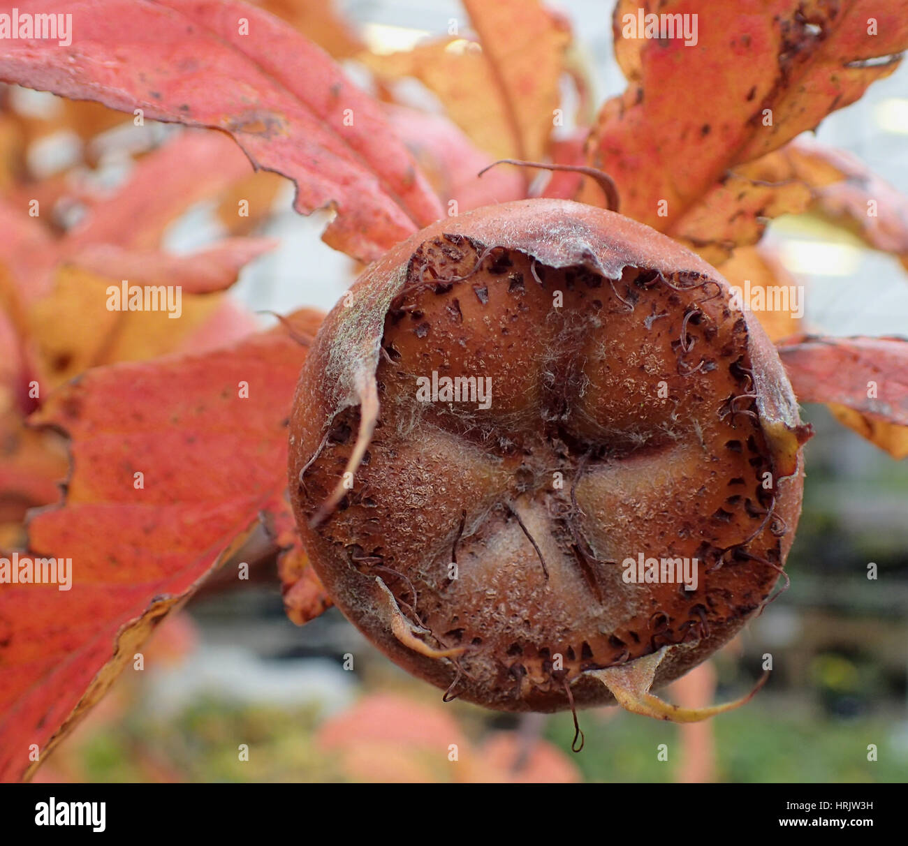 Close up of medlar fruit and red autumn medlar leaves Stock Photo