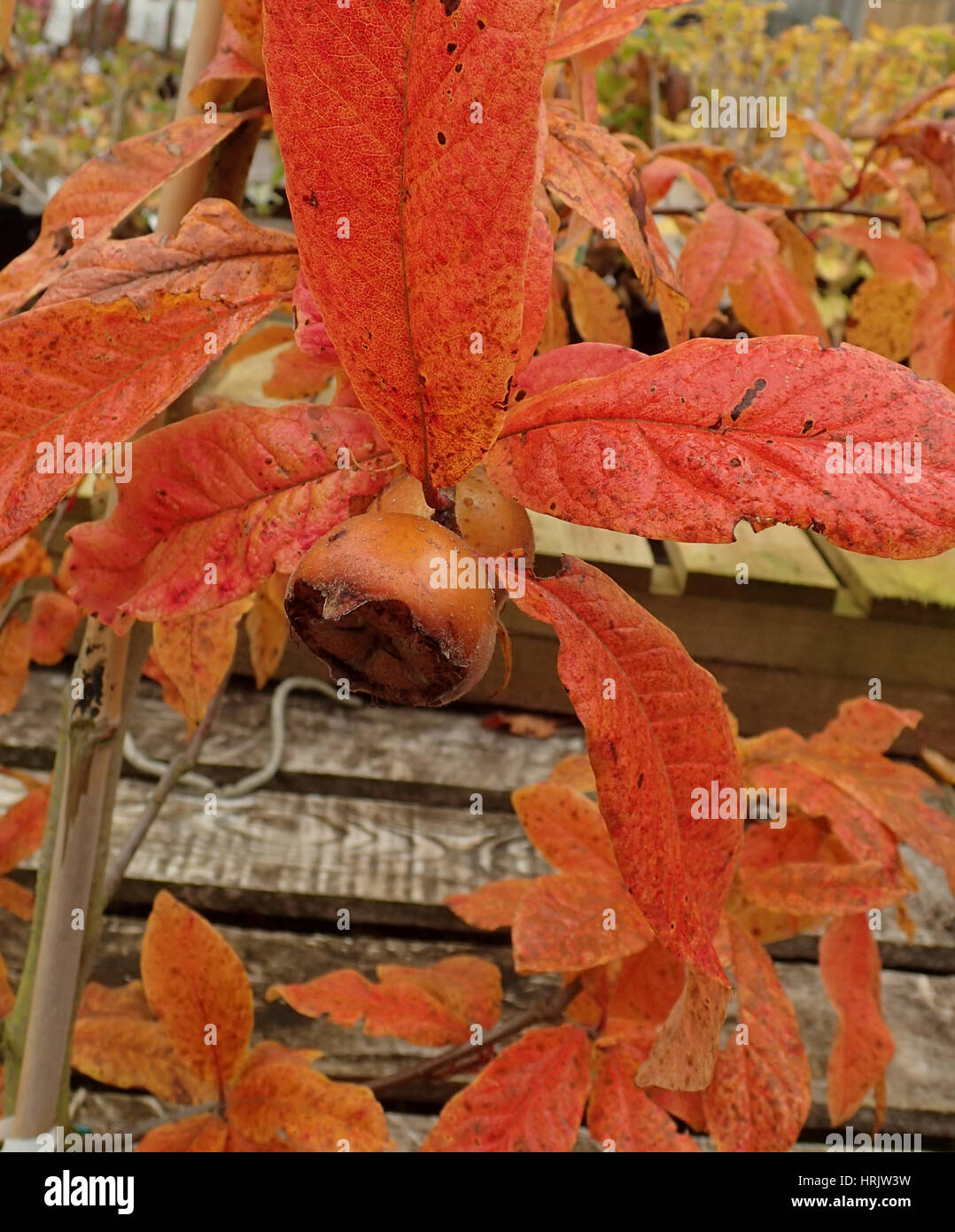 Medlar fruit and red autumn medlar leaves on a sapling Stock Photo