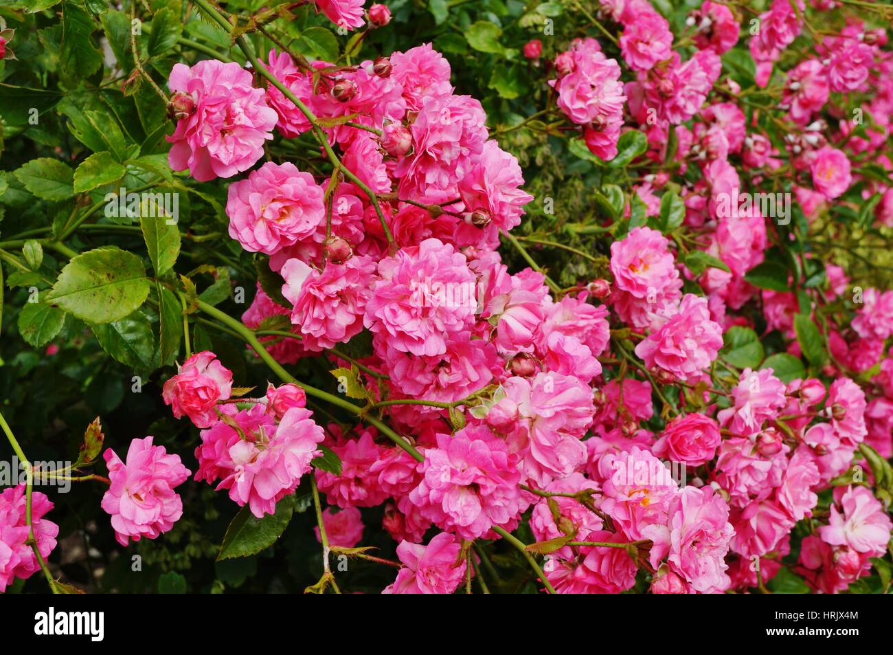 Pink shrub roses in a cottage garden Stock Photo Alamy