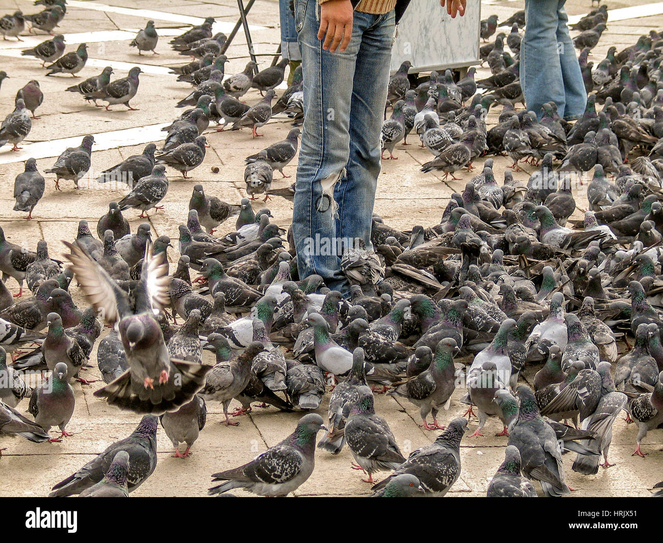 Pigeons mobbing a man in Piazza San Marco, Venice Stock Photo