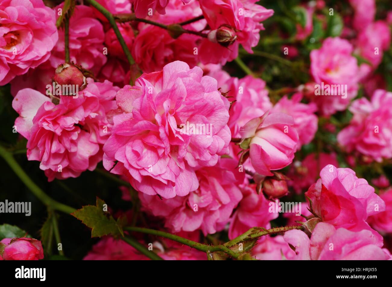 Pink shrub roses in a cottage garden Stock Photo - Alamy