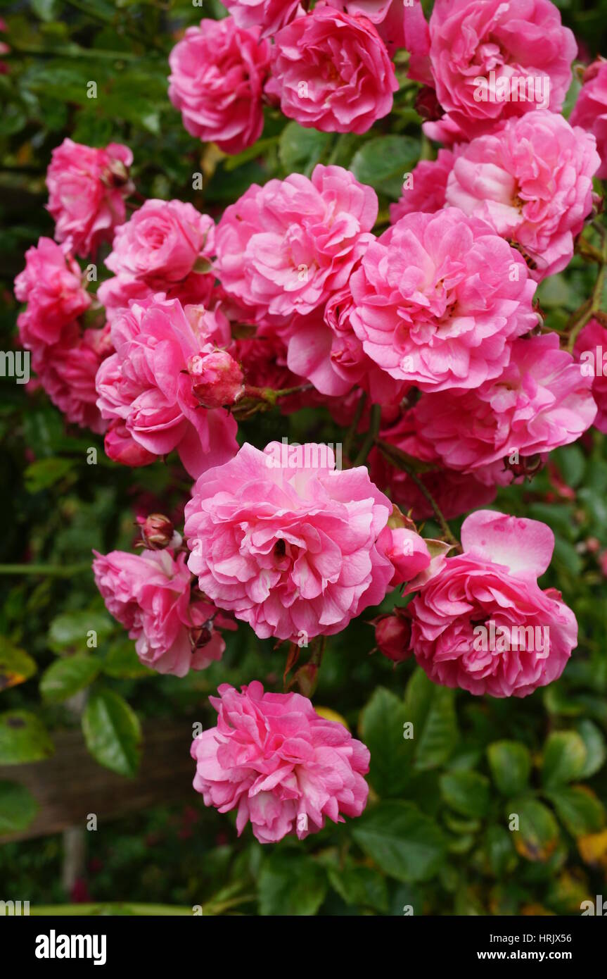 Pink shrub roses in a cottage garden Stock Photo - Alamy