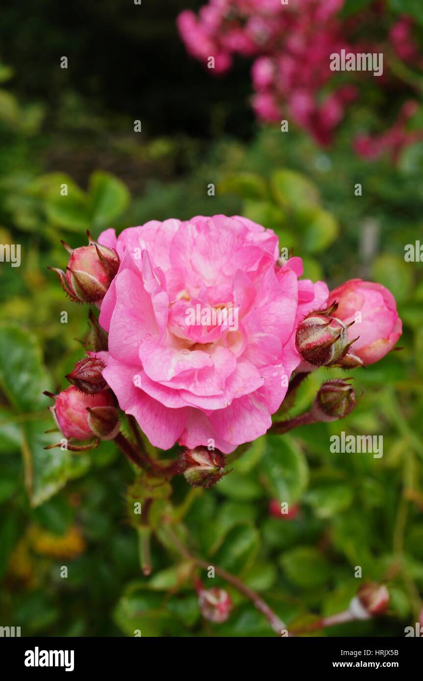 Pink shrub roses in a cottage garden Stock Photo - Alamy