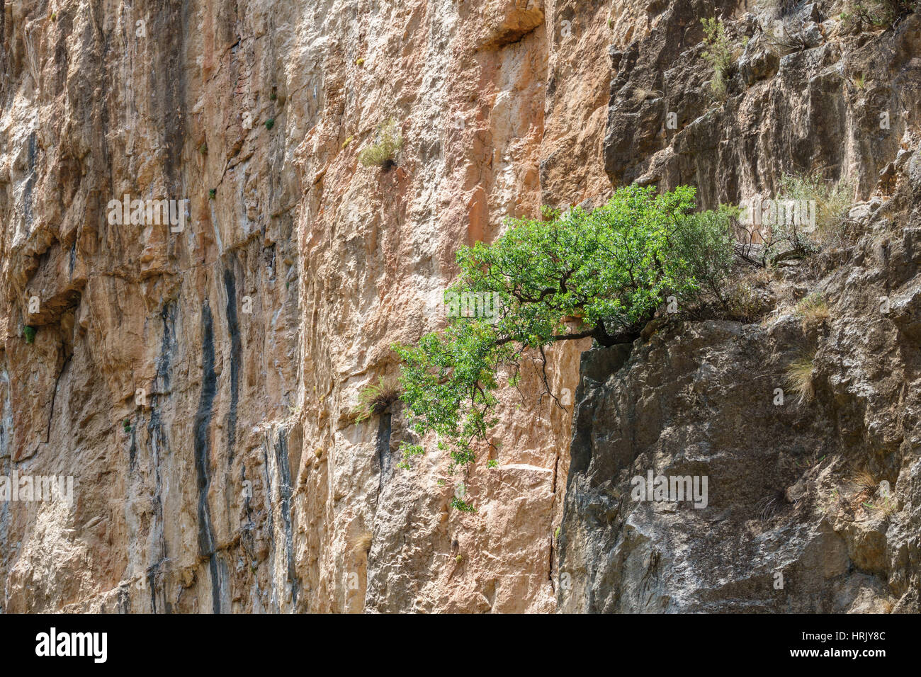 Vertical wall and tree over the rocks Stock Photo - Alamy