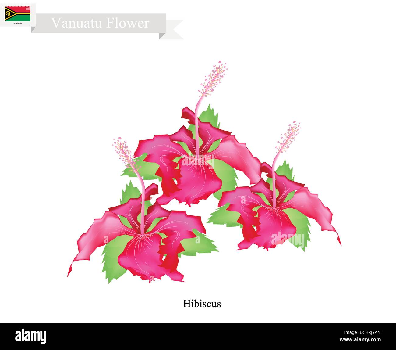 Vanuatu Flower, Illustration of Hibiscus Flowers. The National Flower of Vanuatu. Stock Vector
