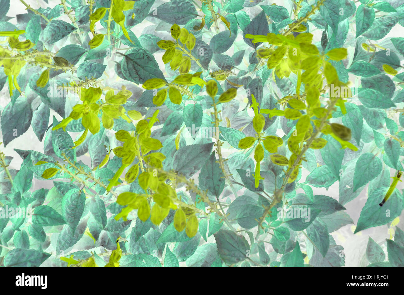 Natural leaf background captured from nature Stock Photo - Alamy