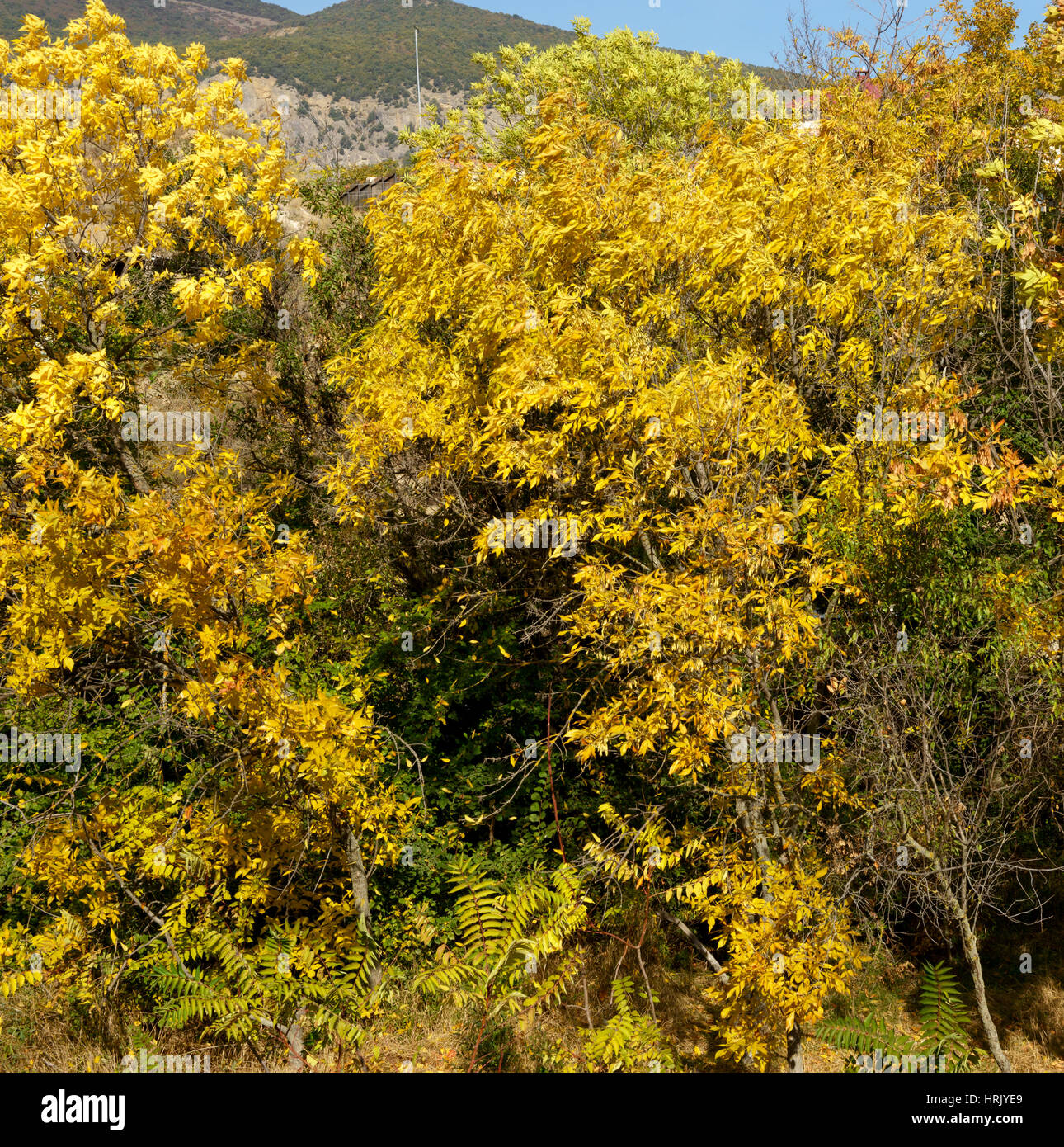 Bright yellow foliage of trees in autumn sunlight on mountain ...