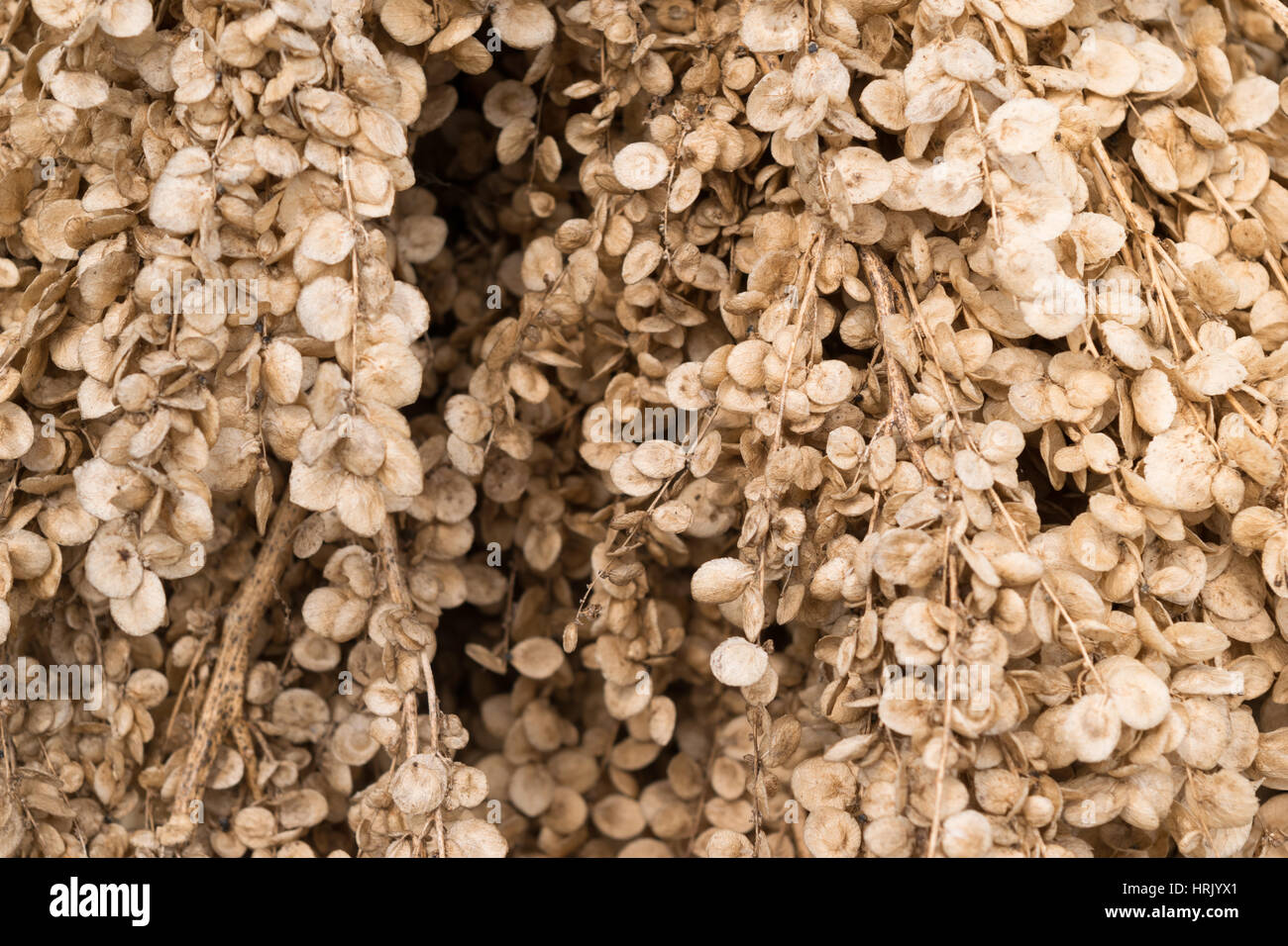 Atriplex hortensis. Hanging garden orache seeds - abstract background Stock Photo