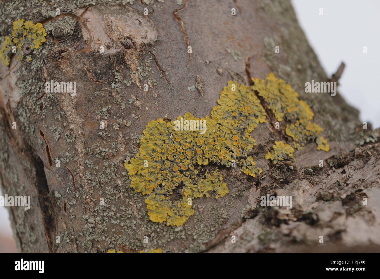 Xanthoria parietina. Yellow lichen on tree trunk - close up Stock Photo