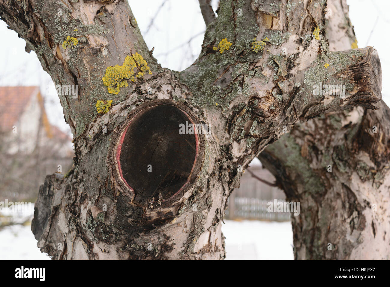 Apple tree cut branch - healed Stock Photo
