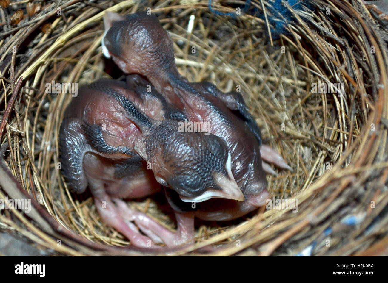 Baby birds in nest stock photo alamy