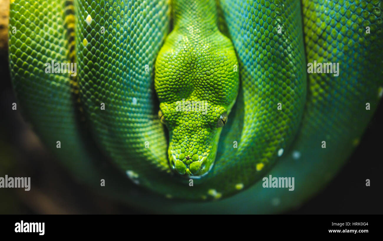 Green snake python Stock Photo