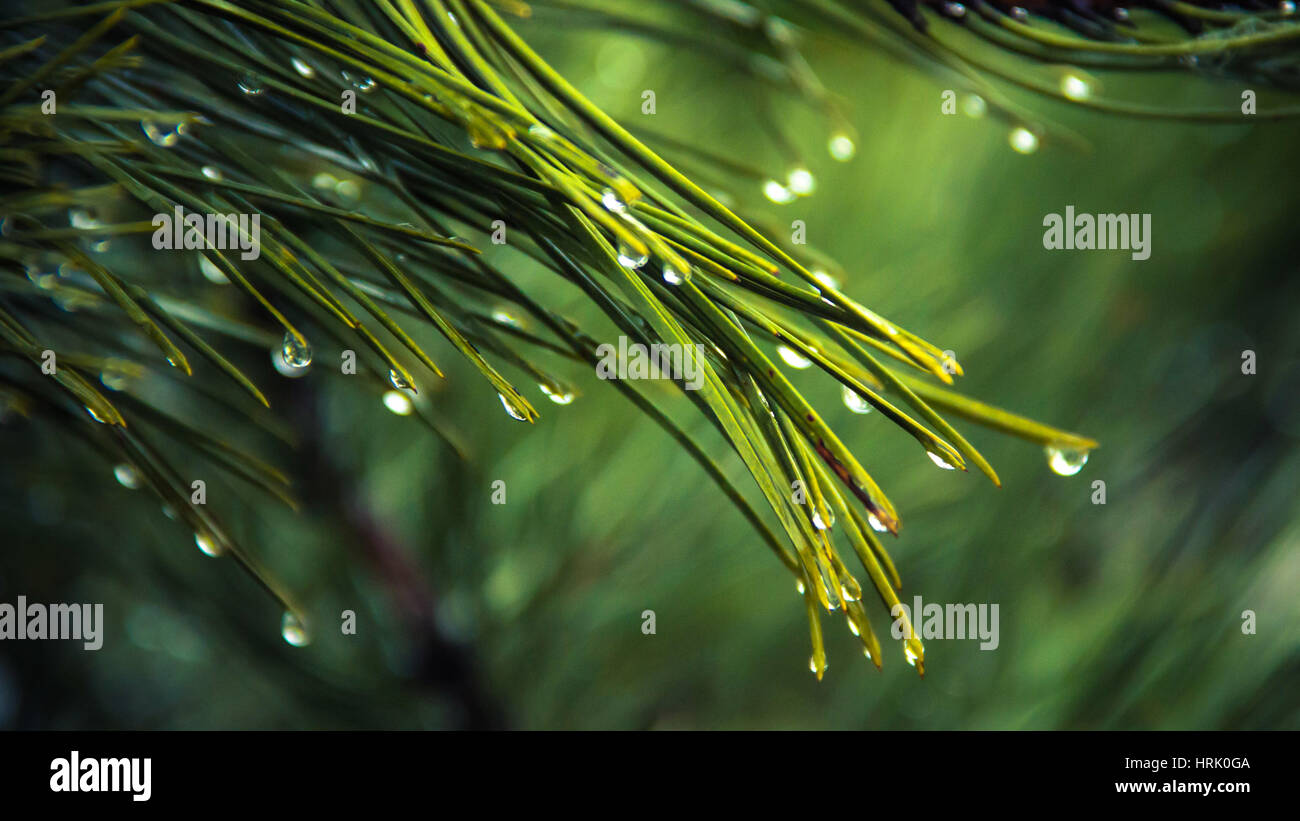 A wet closeup to a pine tree Stock Photo