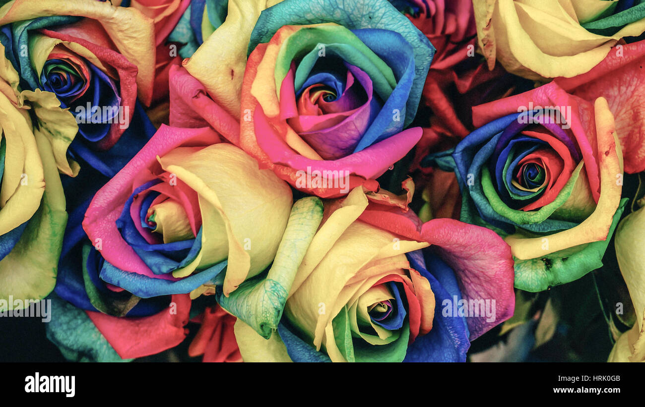 Light colored roses hi-res stock photography and images - Alamy