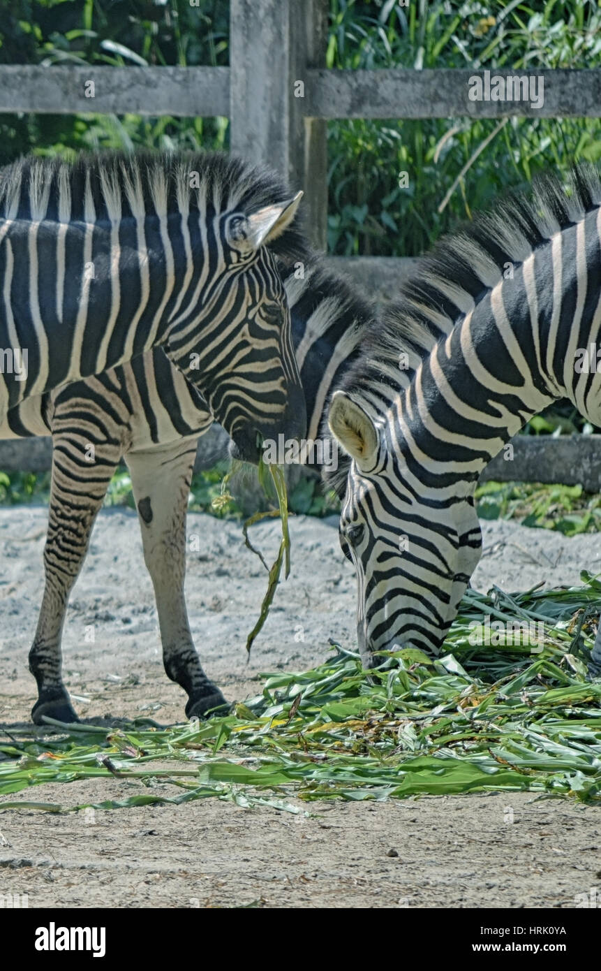 Riding Zebra In Africa
