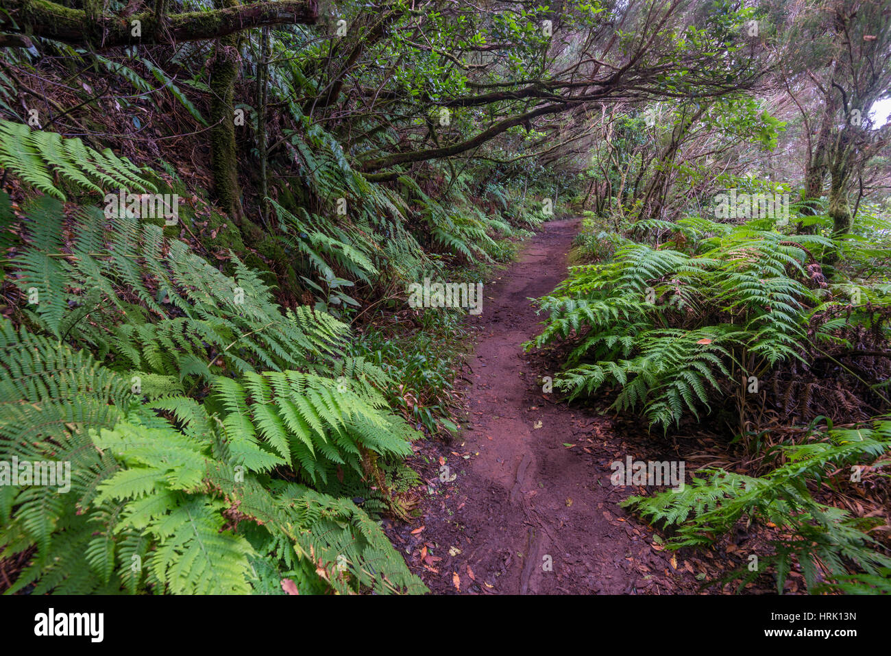 mercedes-forest-tenerife-high-resolution-stock-photography-and-images