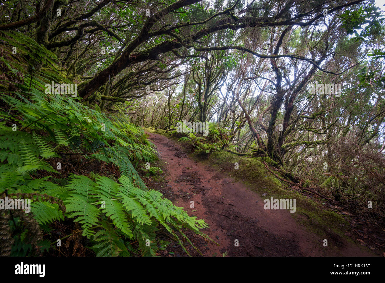 trail-through-the-laurel-forest-camino-de-las-vueltas-mercedes-forest