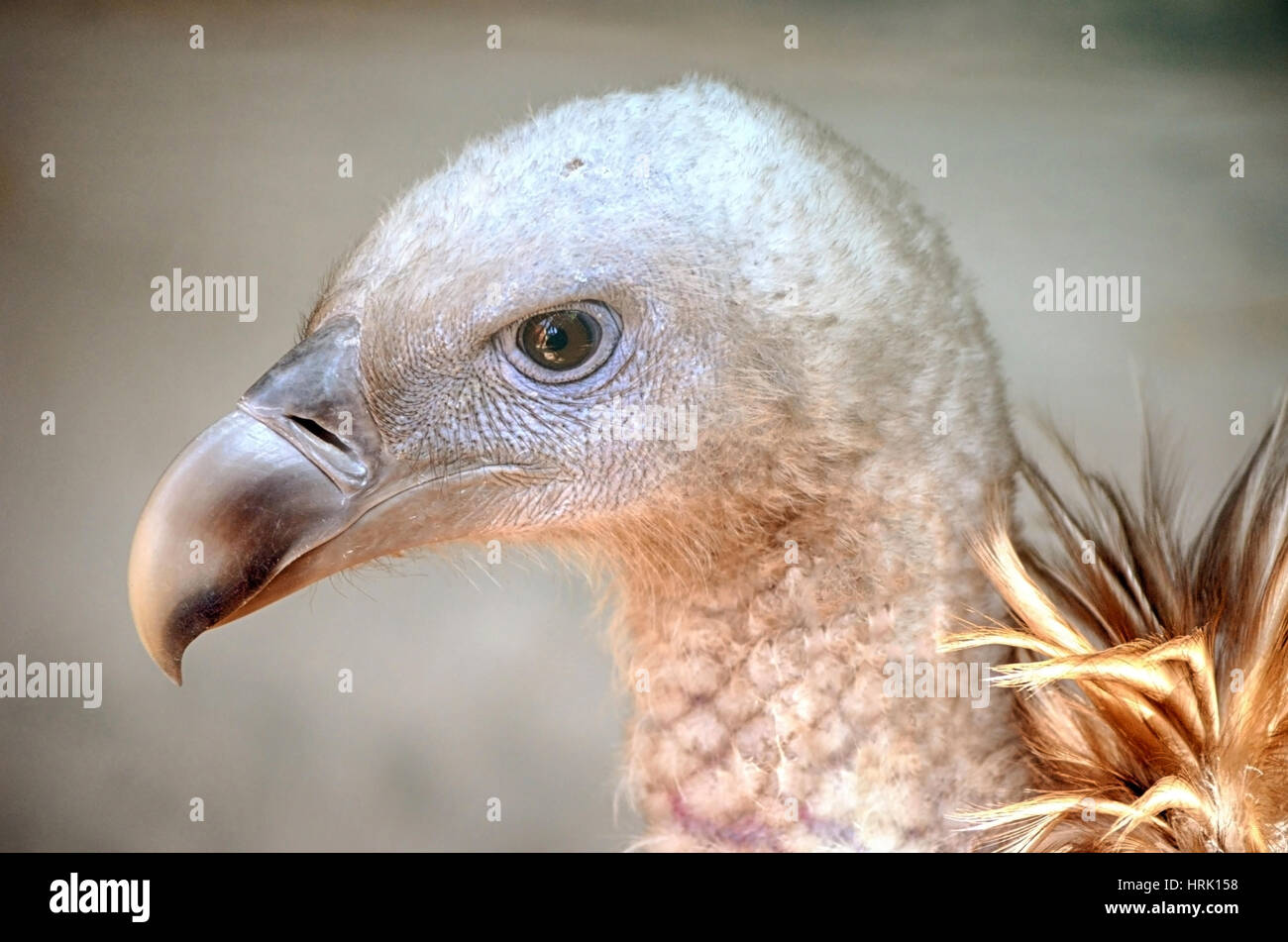 Child bald eagle hires stock photography and images Alamy