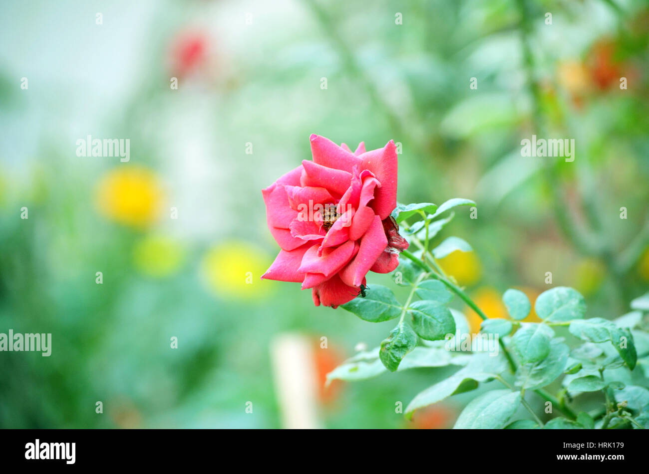 Pink color rose isolate green leaf background Stock Photo