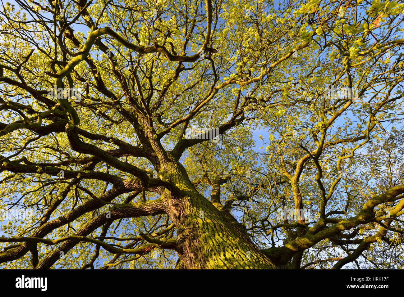 Treetop, solitary oak tree, English oak (Quercus robur) in spring, leaf ...