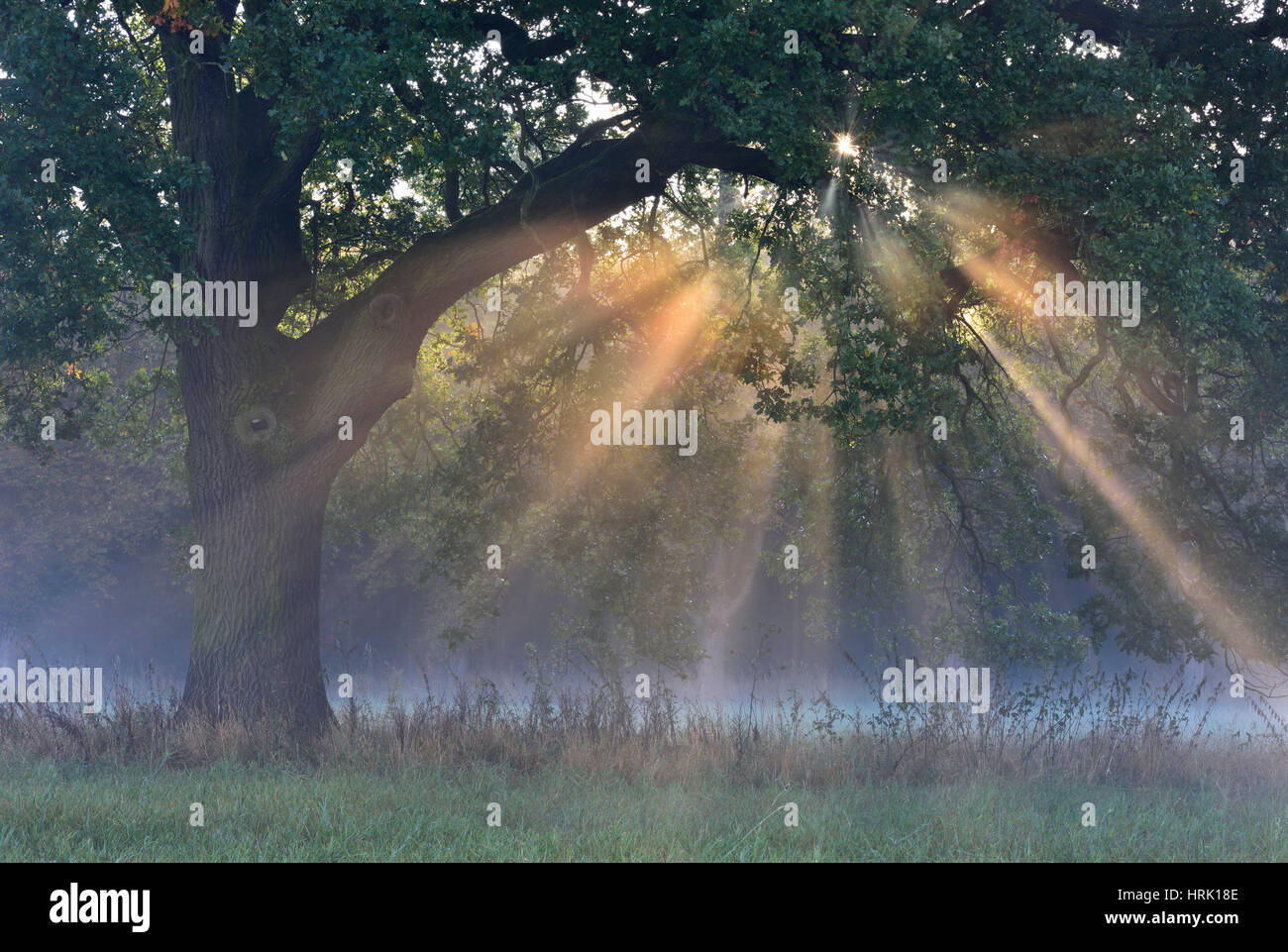 Sun rays shine through tree, River Elbe Floodplains at sunrise, foggy atmosphere, Middle Elbe Biosphere Reserve, Saxony-Anhalt Stock Photo