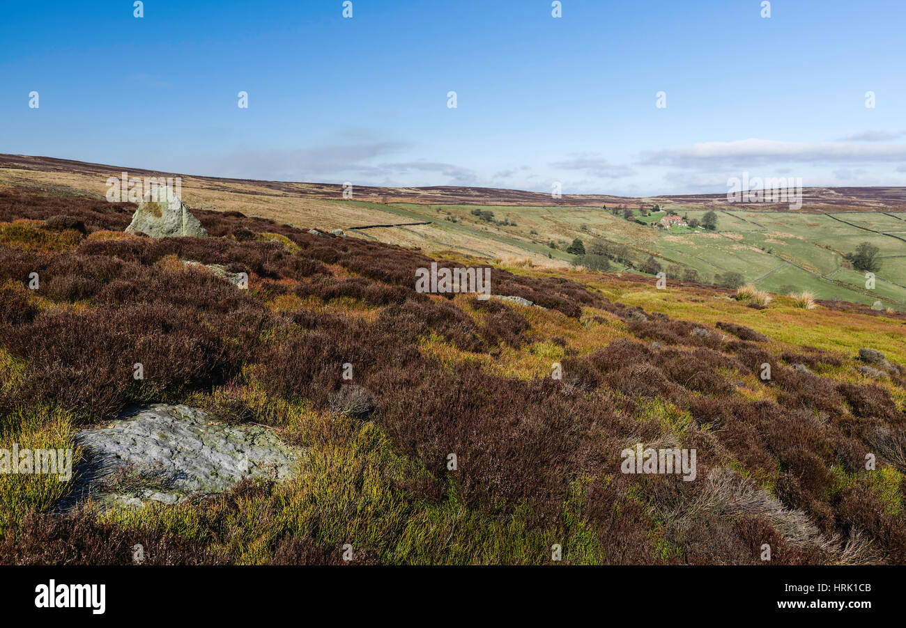 Spring over the North York Moors National park with tall cotton grass and heather and an isolated farmhouse surrounded by farmland in spring. Stock Photo