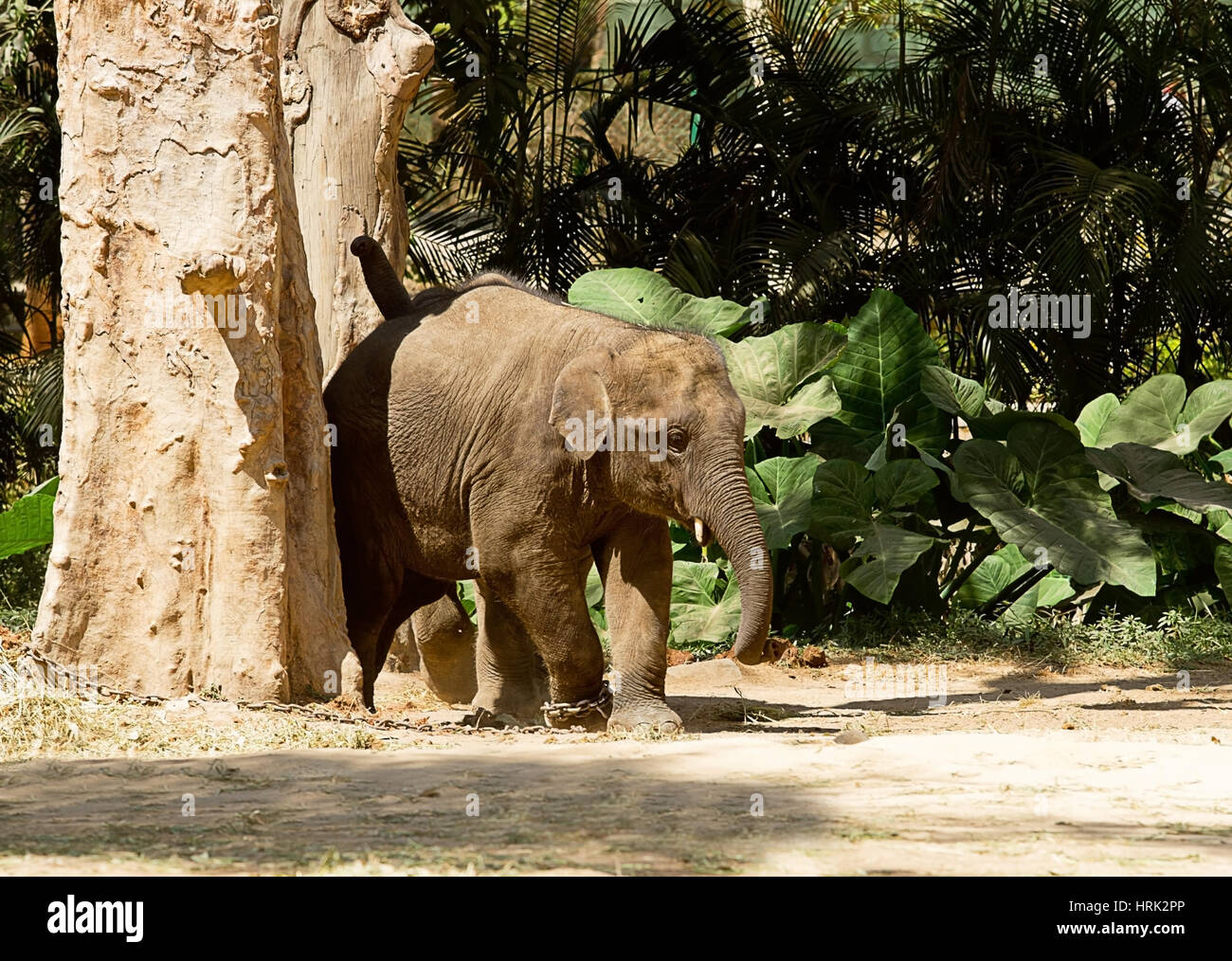 photo of a young female Asian elephant rubbing up against a tree in Bannerghatta national park Bangalore Stock Photo