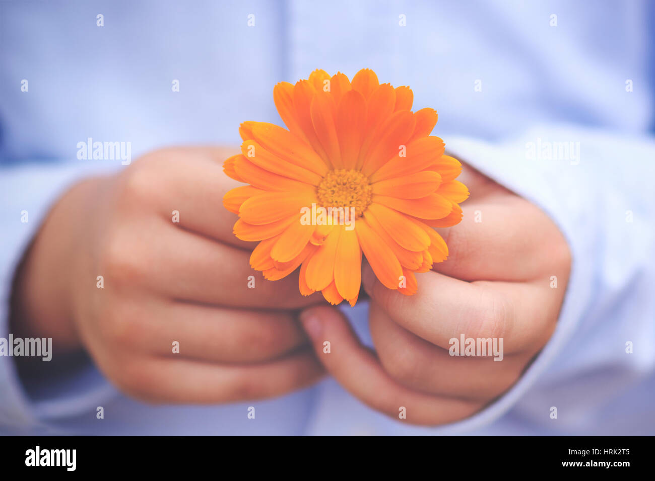 Flower in the hands of a child Stock Photo