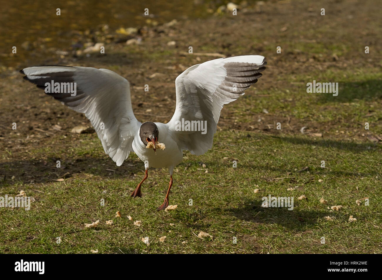 photo of a Black Headed Gull eating a bit of bread with it's wing open and shadows on the ground Stock Photo