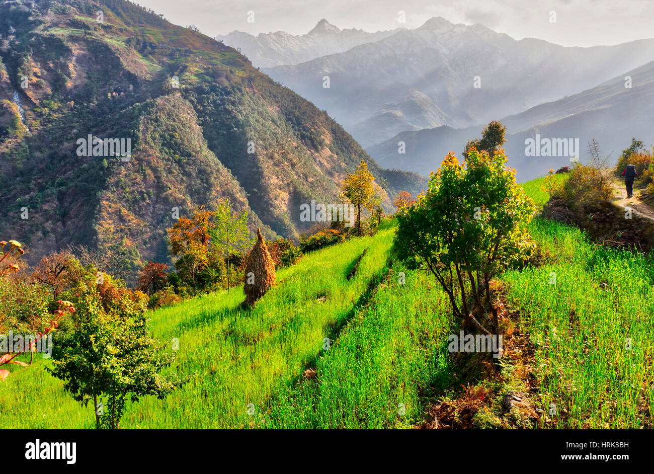 Terraced fields in the Khumbu region of Nepal Stock Photo