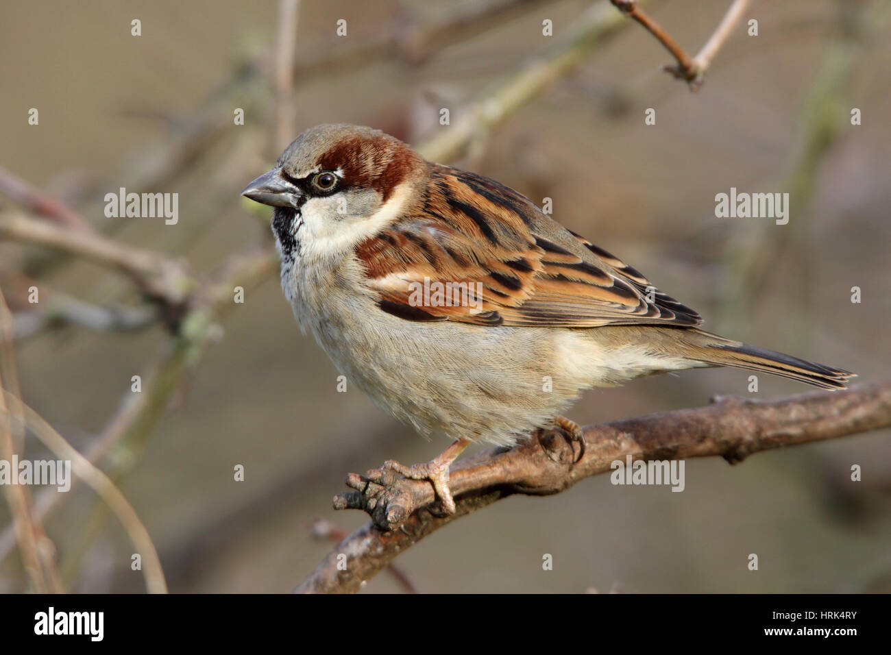 House Sparrow, Passer domesticus a fresh plumaged brightly marked male, perched in a hedge. Stock Photo