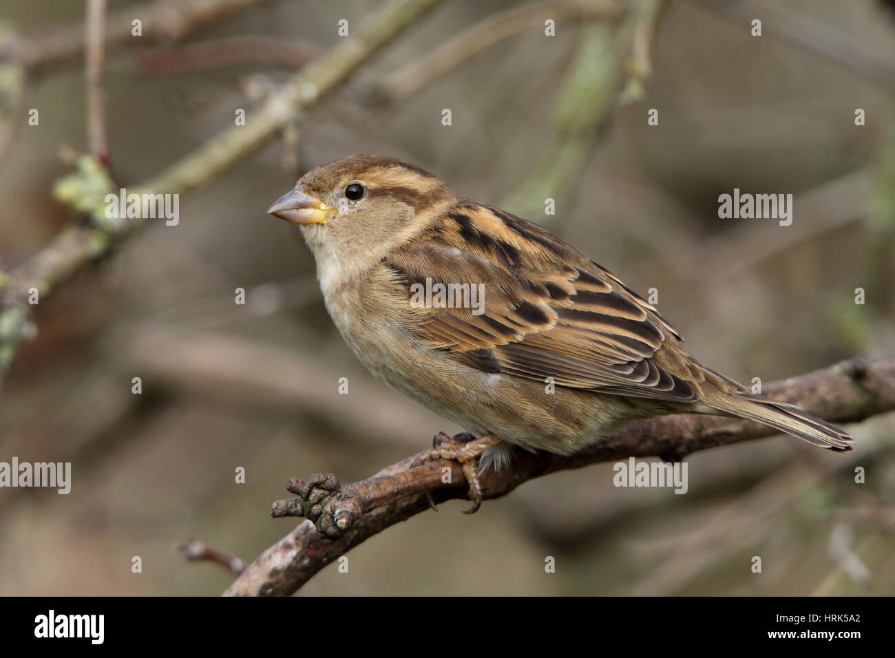 House Sparrow, Passer domesticus female perched in a hedge, a widespread species found across Europe, and also introduced in many places by people. Stock Photo