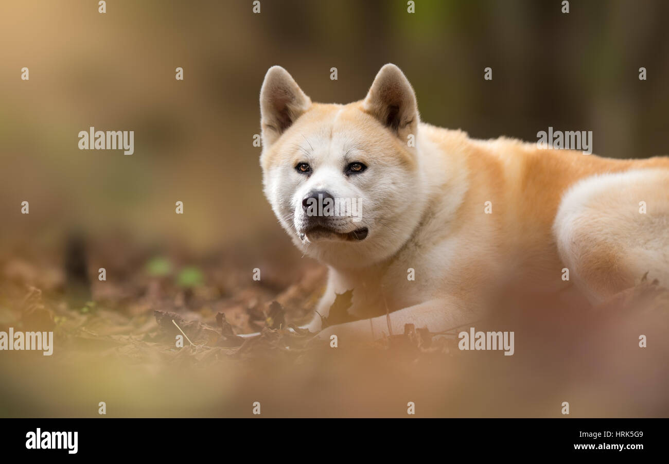 Japanese dog Akita Inu Portrait Stock Photo - Alamy