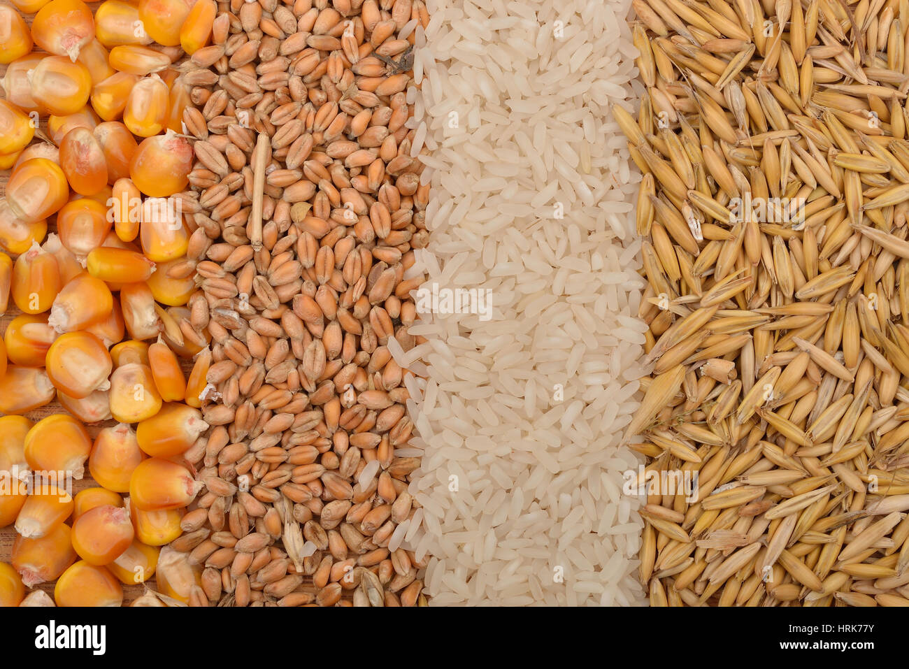 Lines of beans of dried corn, oats, rice and wheat lying on jute canvas