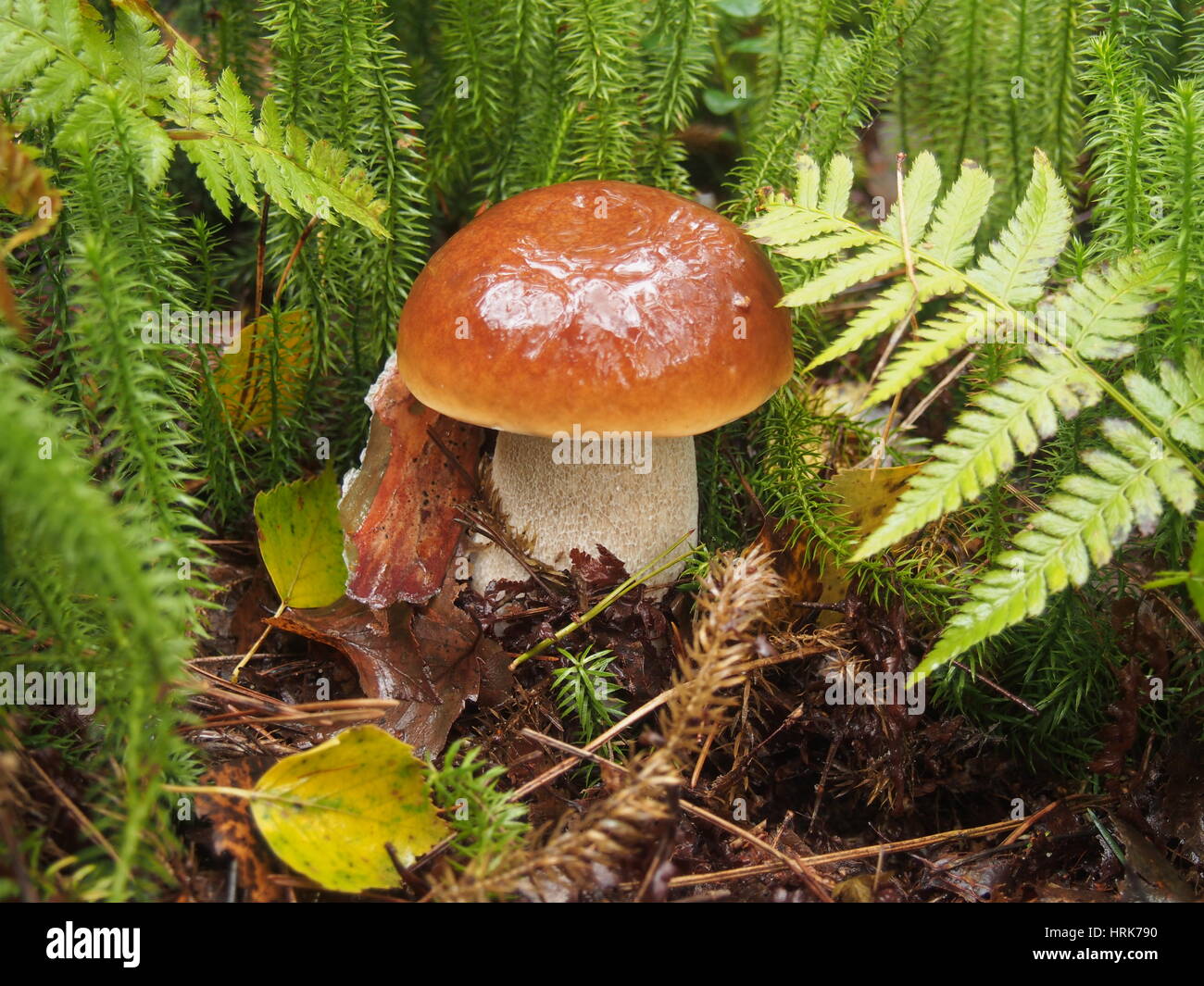 Sphagna hires stock photography and images Alamy