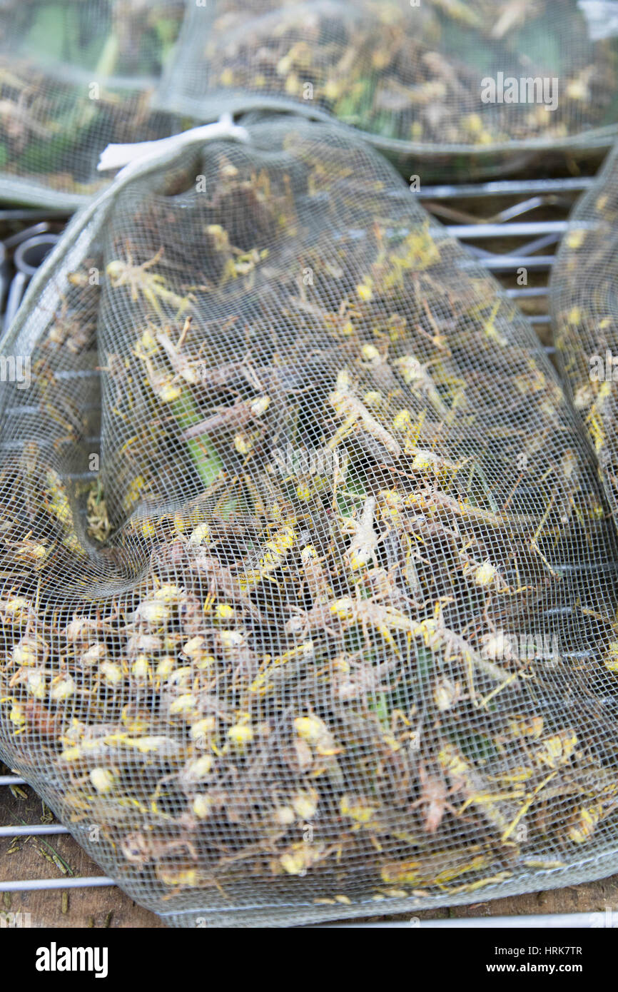 for sale at Yuen Po Street Bird Market, Mongkok, Kowloon