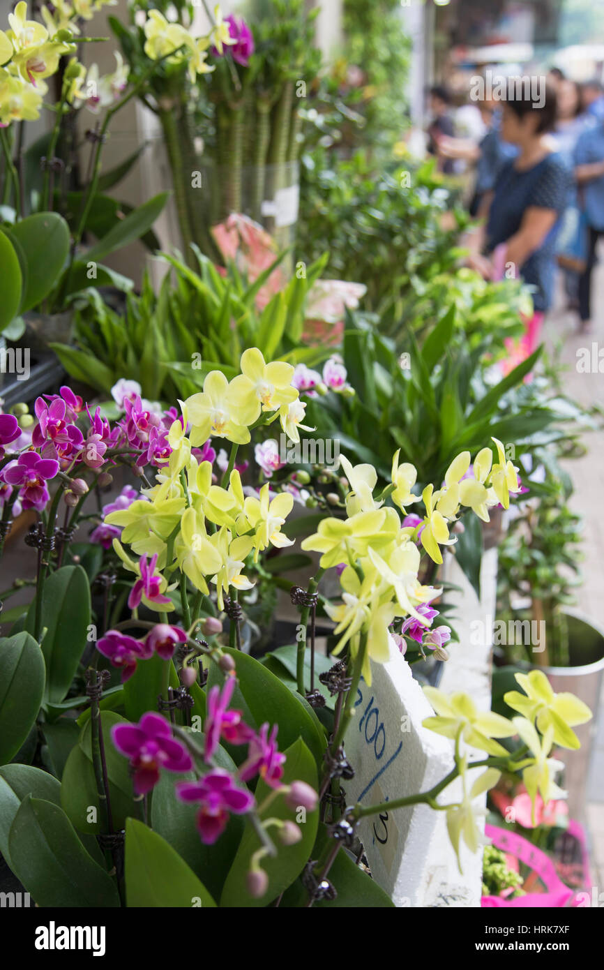 Flower Market, Mongkok, Kowloon, Hong Kong Stock Photo Alamy