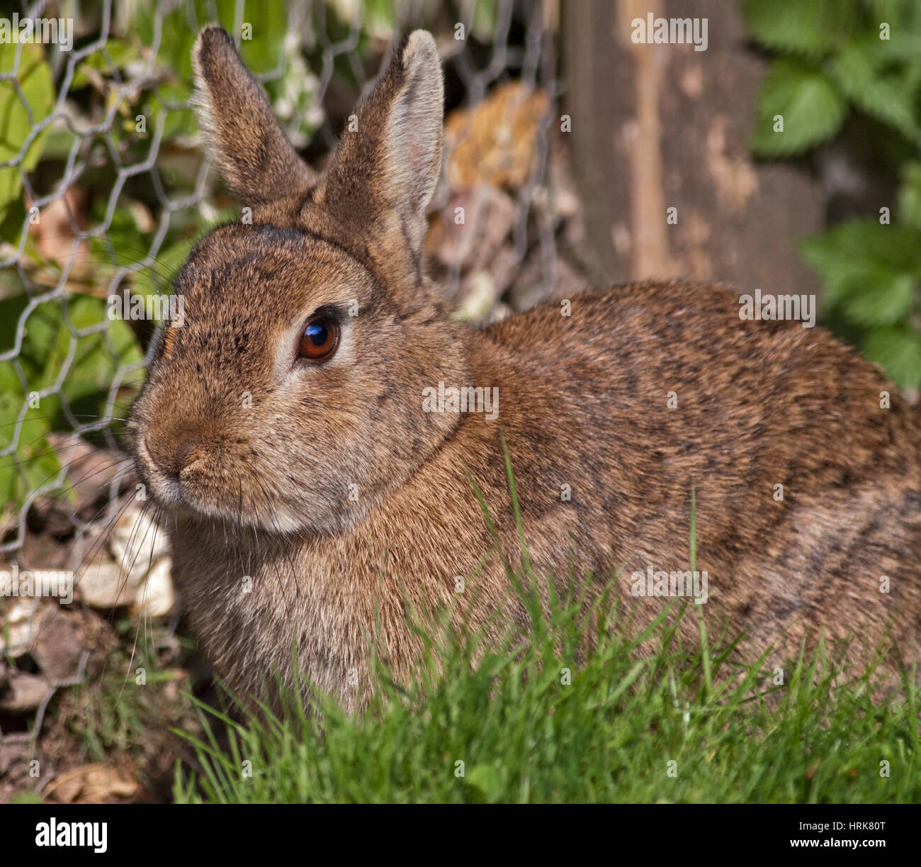 Brown Pet Rabbit Stock Photo