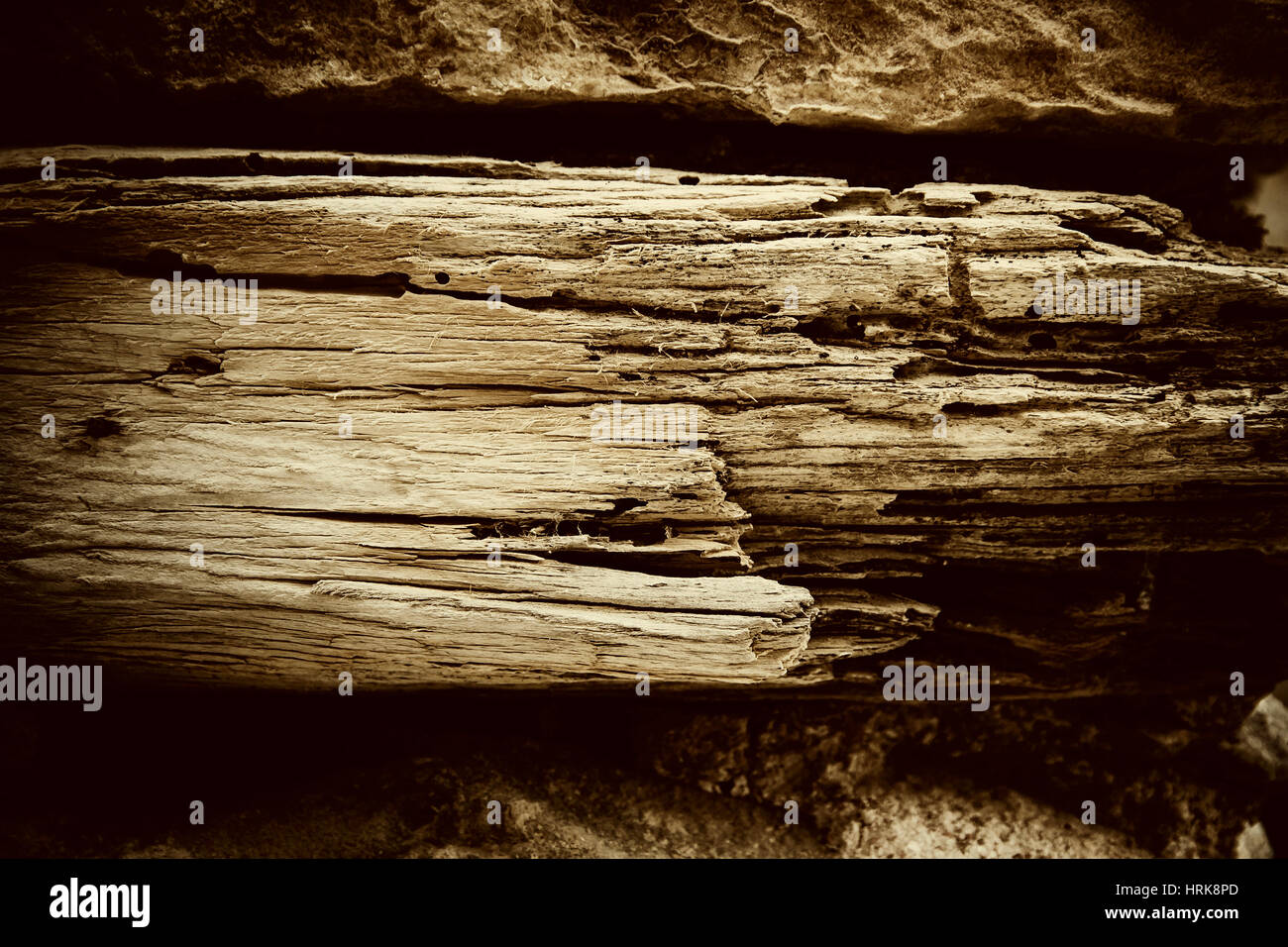 Dry, rotted tree old wood wall, as background Stock Photo