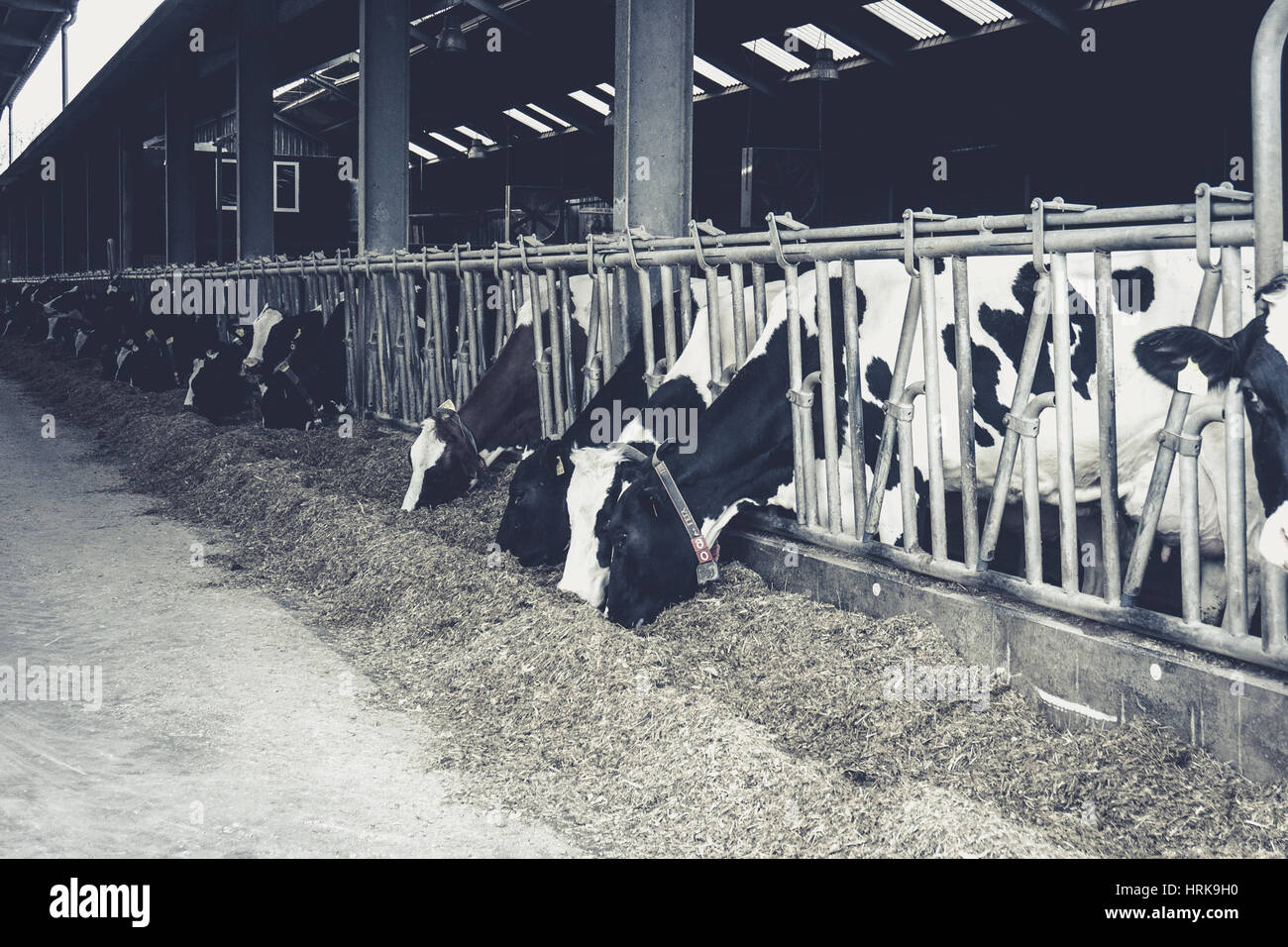 Cows in a farm. Dairy cows. black and white photography Stock Photo - Alamy