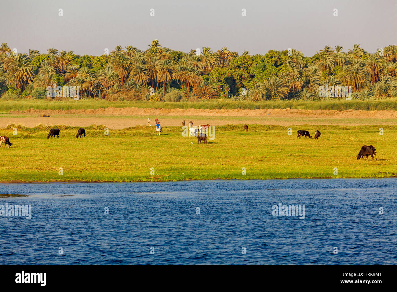 River Nile in Egypt. Life on the River Nile Stock Photo Alamy