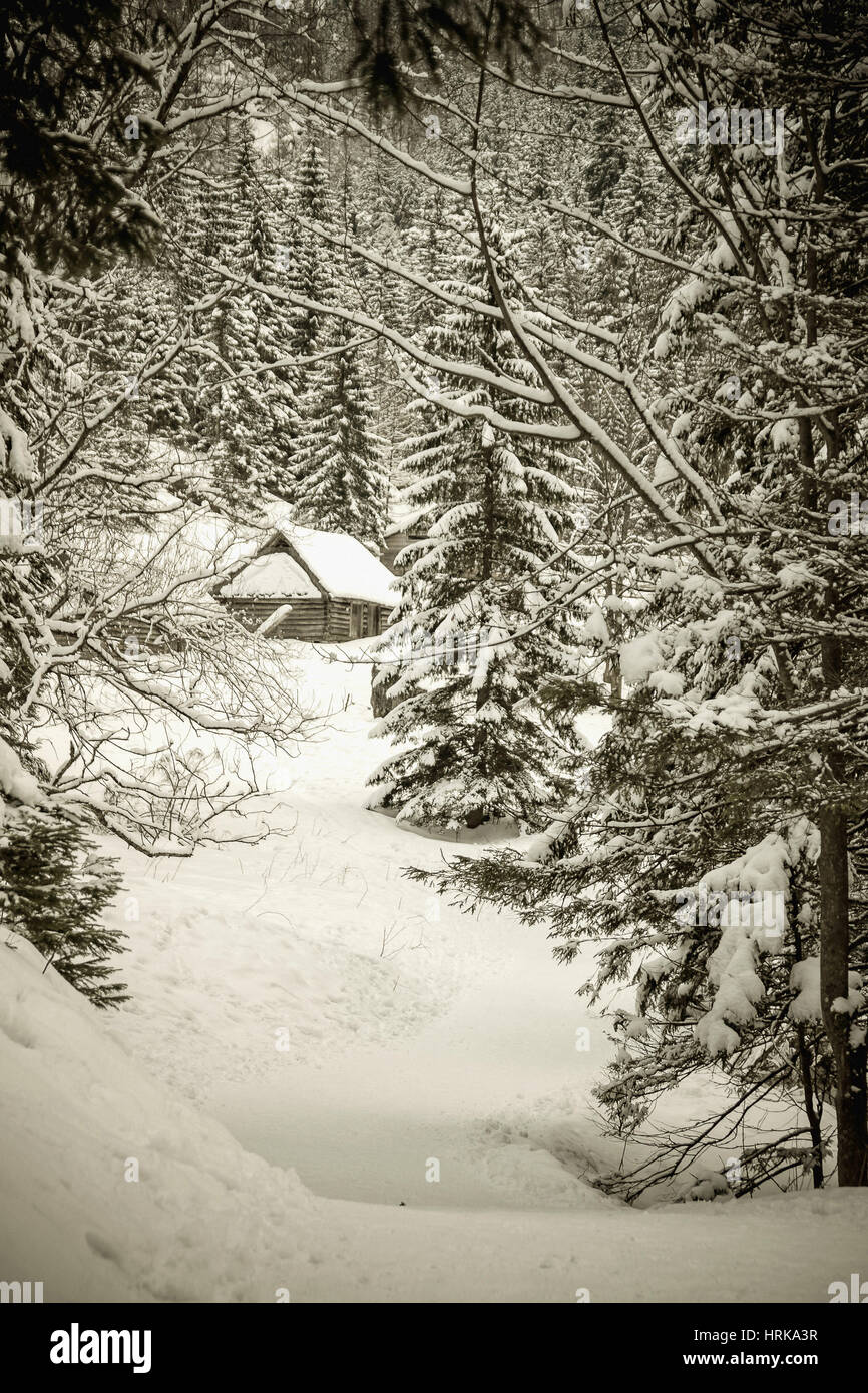 Pine forest in zakopane hi-res stock photography and images - Alamy