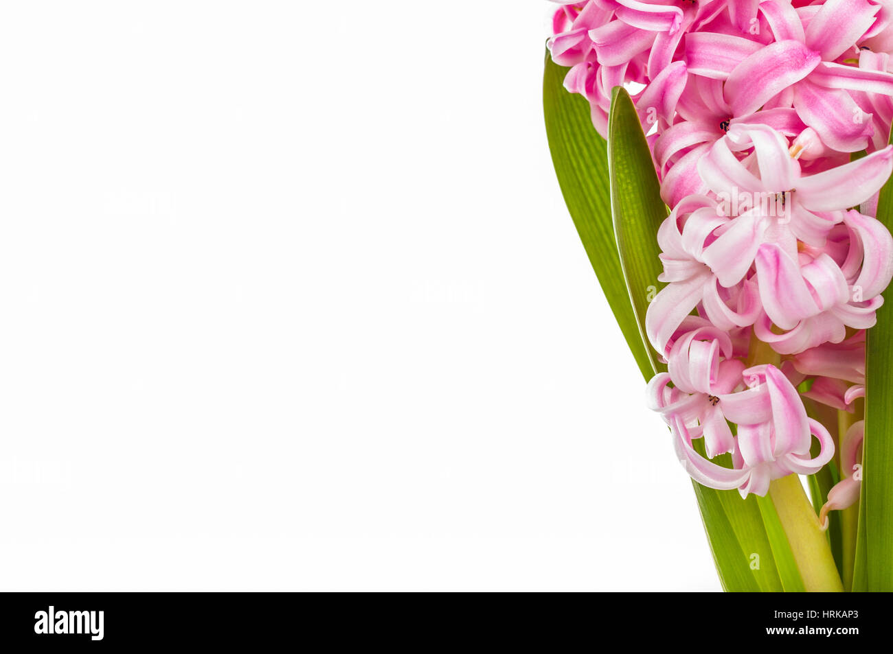 Pink and white hyacinth on white background with greeting card. Space