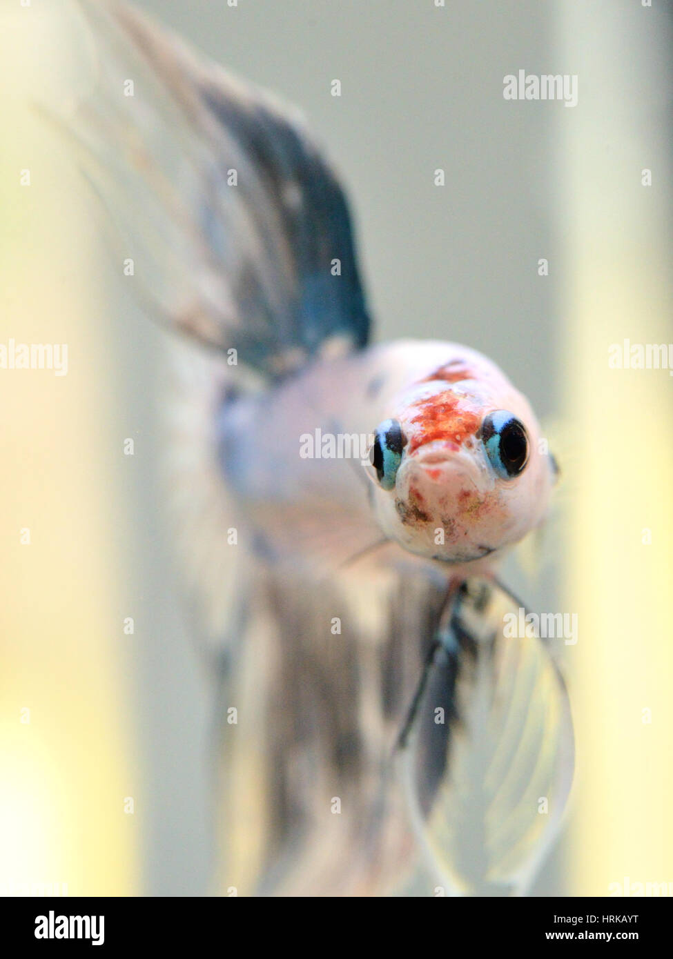 Marble Betta Splendens Male Fish portrait Stock Photo