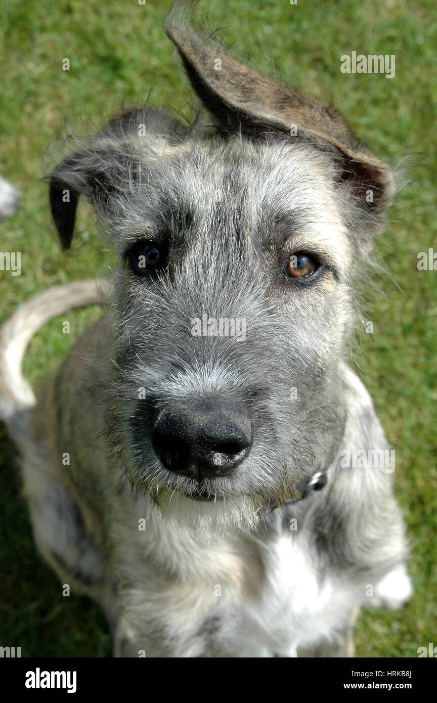 Facial photo of a young irish wolfhound. Stock Photo